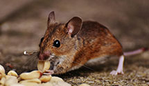 gopher-and-mole-control Experts in Dulles
